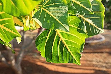 《宇宙机器人》已成Metacritic今年评分第二高的作品